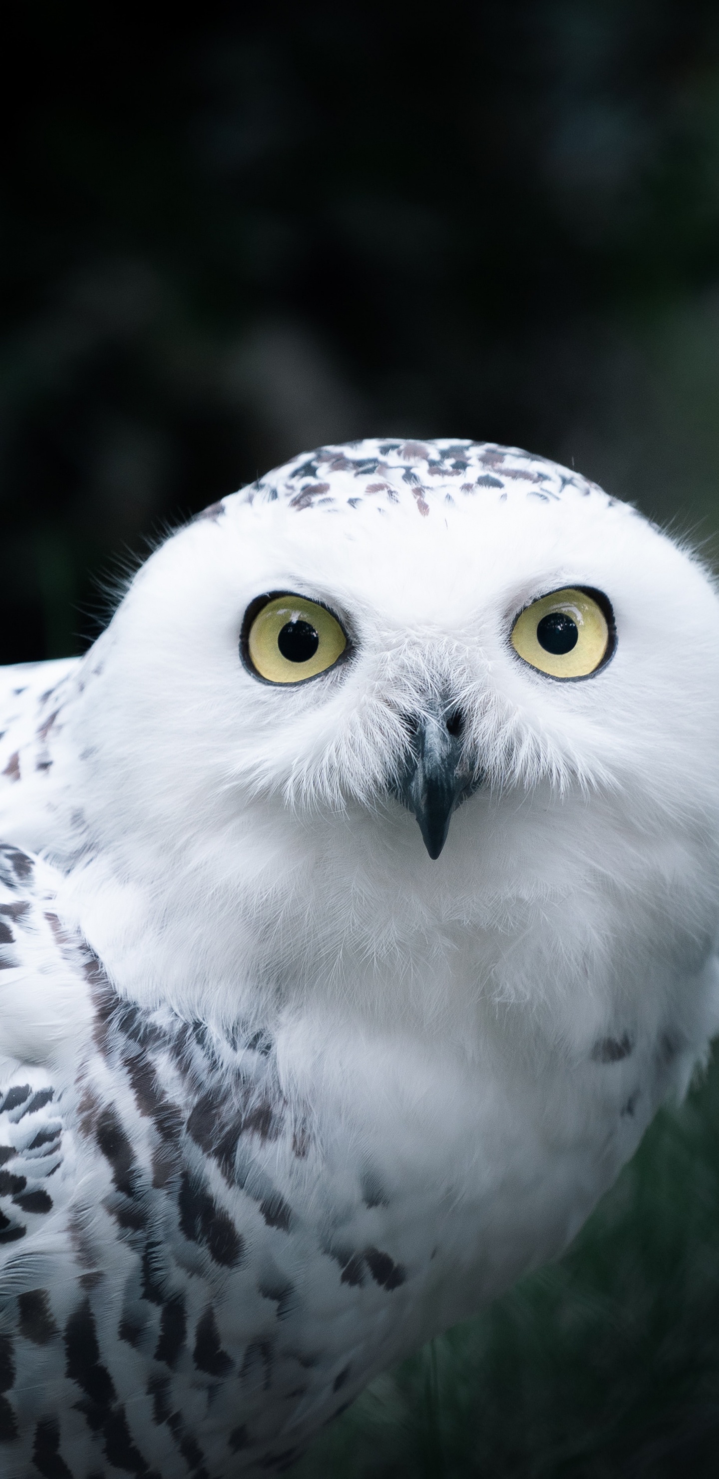 Hibou Blanc et Noir en Photographie Rapprochée. Wallpaper in 1440x2960 Resolution