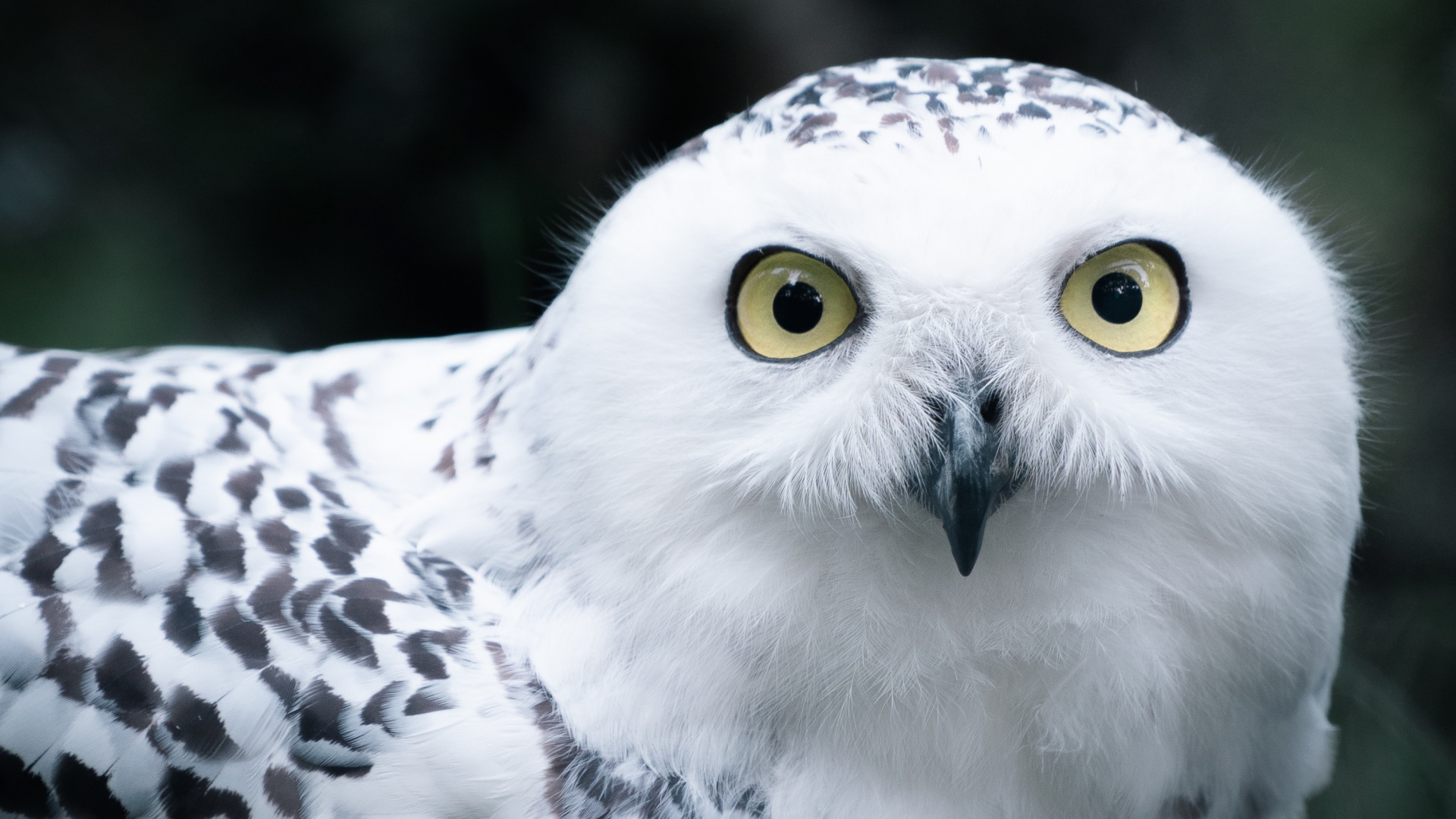 Hibou Blanc et Noir en Photographie Rapprochée. Wallpaper in 1920x1080 Resolution