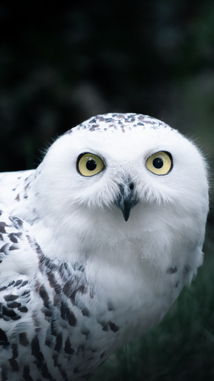 Hibou Blanc et Noir en Photographie Rapprochée. Wallpaper in 750x1334 Resolution