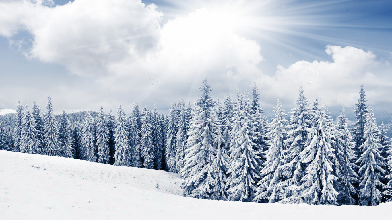 Snow Covered Pine Trees Under Blue Sky and White Clouds During Daytime. Wallpaper in 1366x768 Resolution