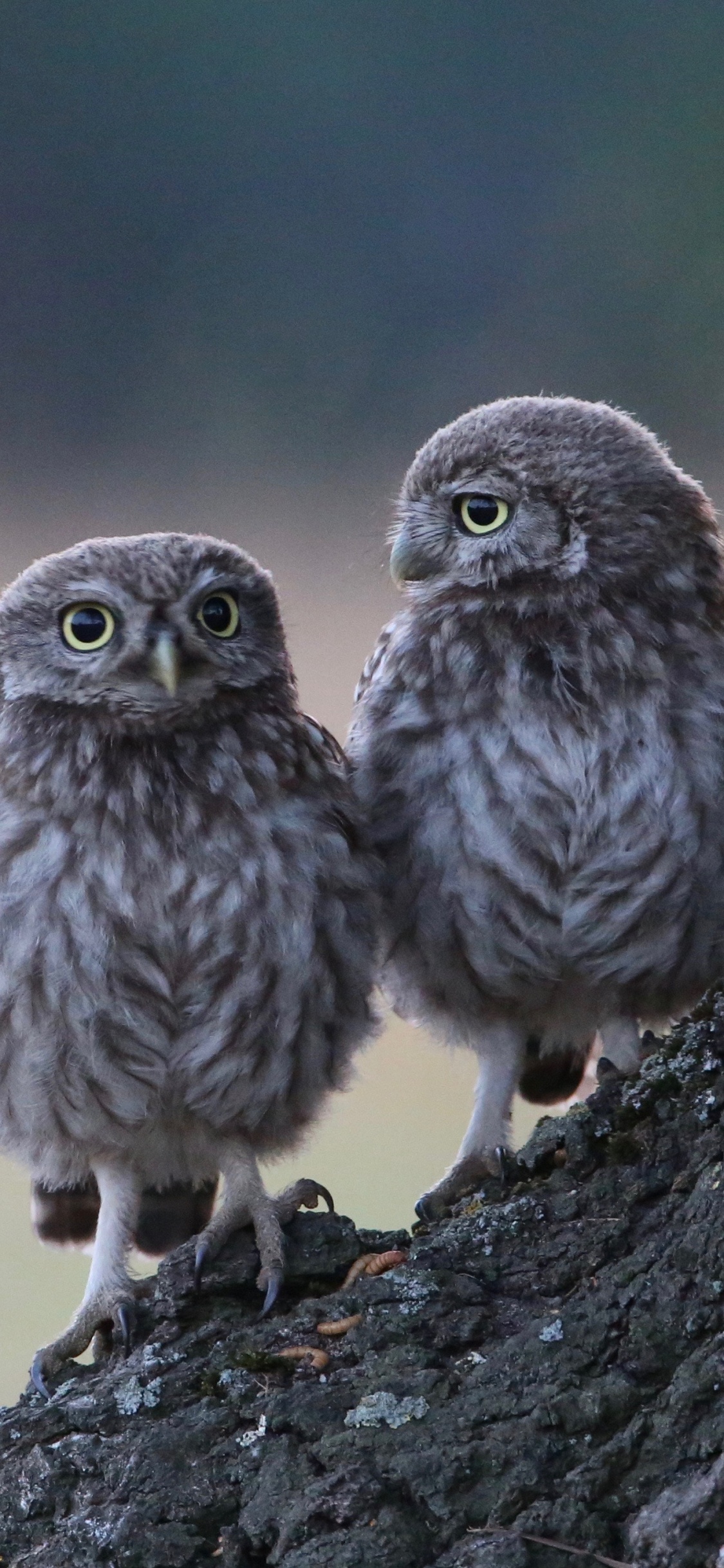 Bird of Prey, Branch, Wildlife, Two Owls, Barred Owl. Wallpaper in 1125x2436 Resolution