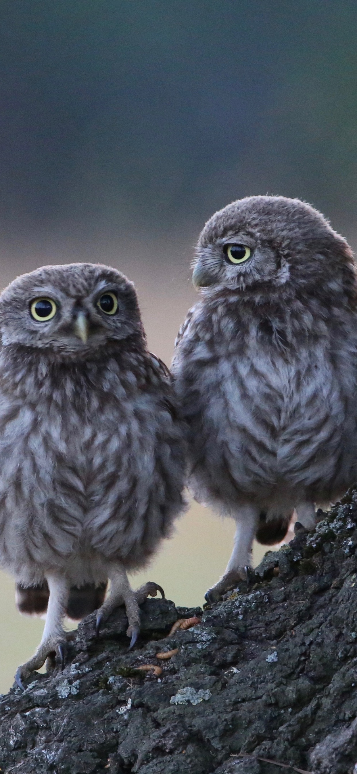 Bird of Prey, Branch, Wildlife, Two Owls, Barred Owl. Wallpaper in 1242x2688 Resolution