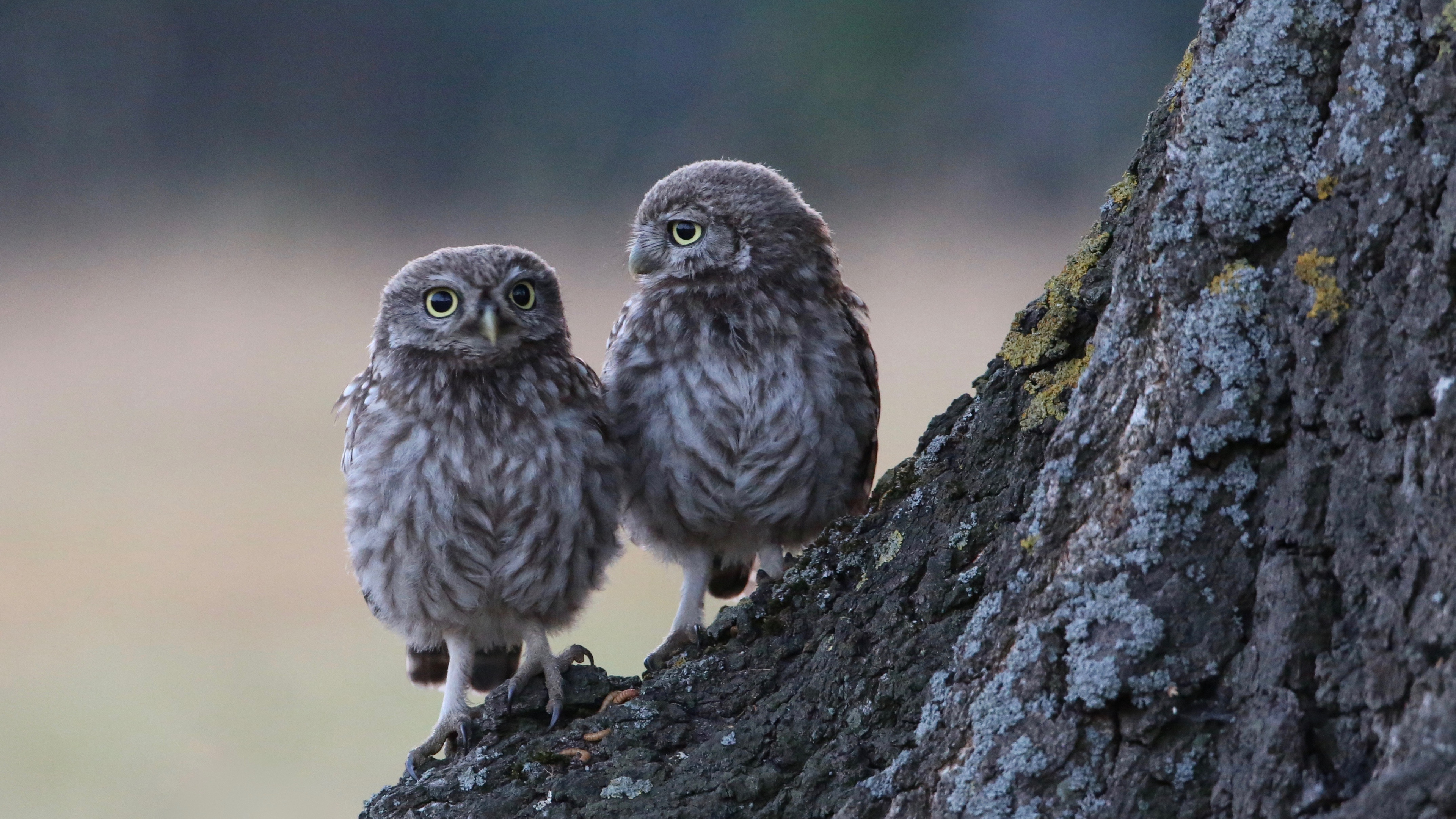 Bird of Prey, Branch, Wildlife, Two Owls, Barred Owl. Wallpaper in 3840x2160 Resolution