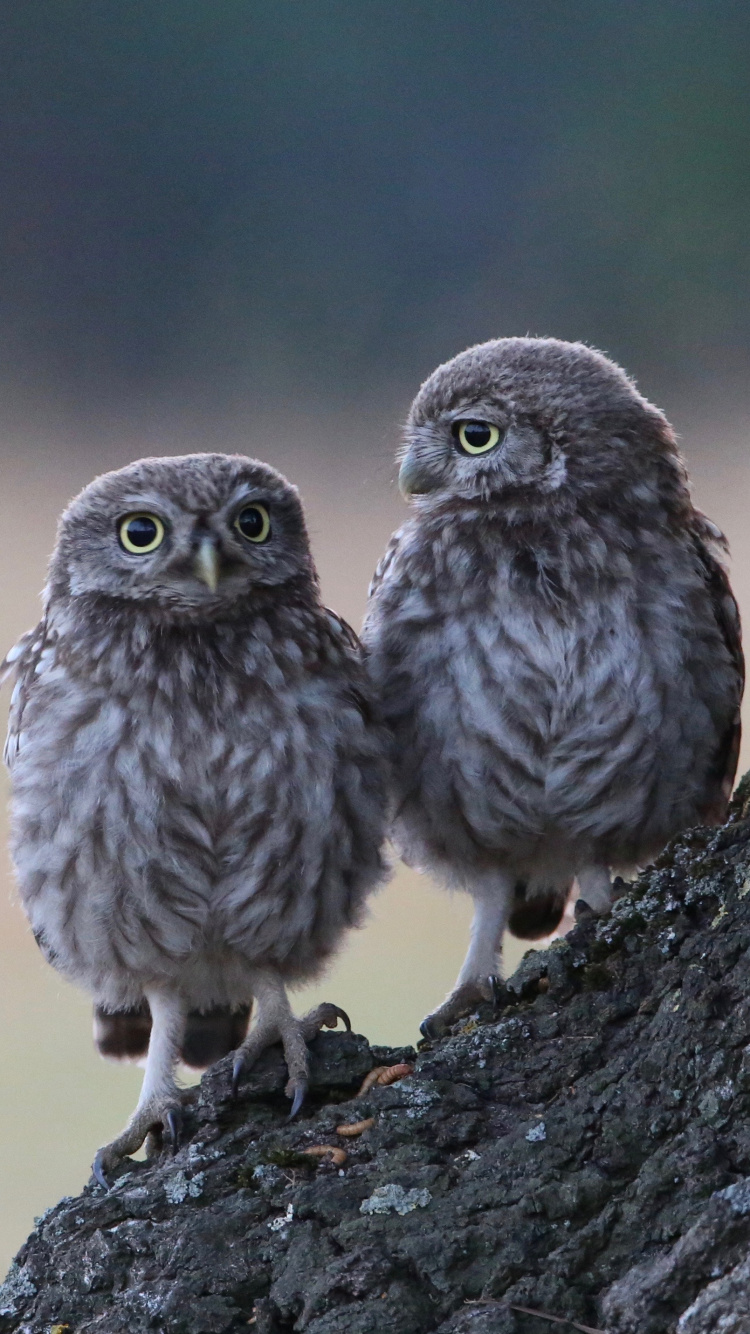 Bird of Prey, Branch, Wildlife, Two Owls, Barred Owl. Wallpaper in 750x1334 Resolution
