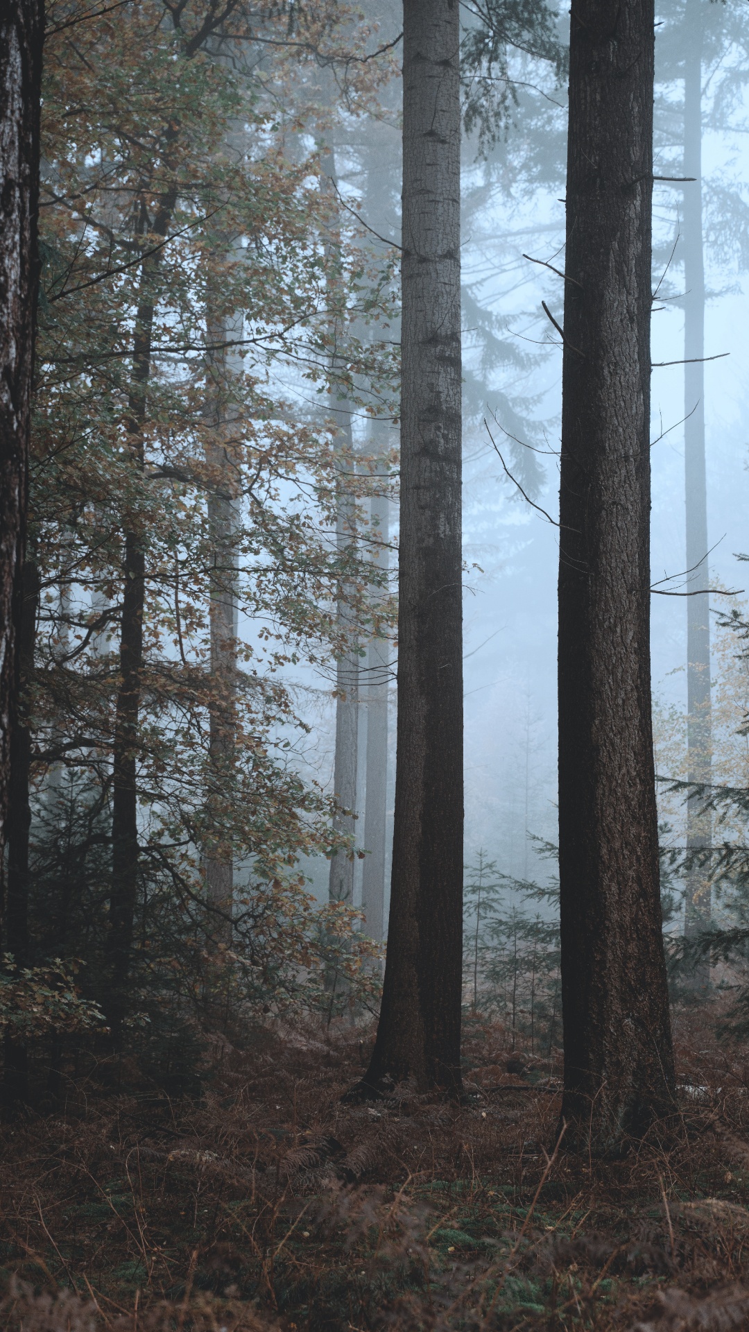 Fichten-Tannen-Wälder, Gemischter Nadelwald, Baum, Nördlichen Hartholz-Wald, Biome. Wallpaper in 1080x1920 Resolution