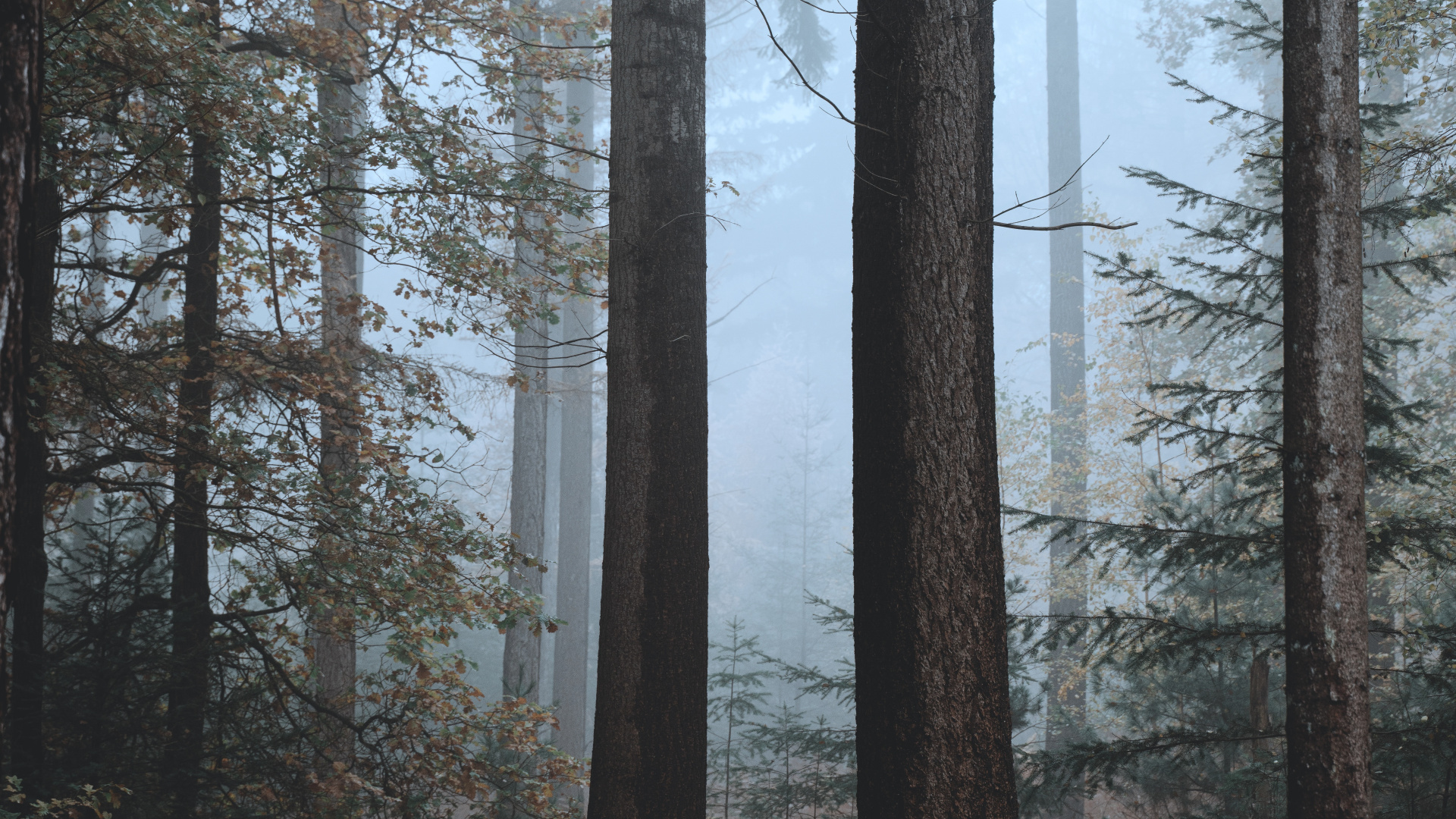 Fichten-Tannen-Wälder, Gemischter Nadelwald, Baum, Nördlichen Hartholz-Wald, Biome. Wallpaper in 1920x1080 Resolution