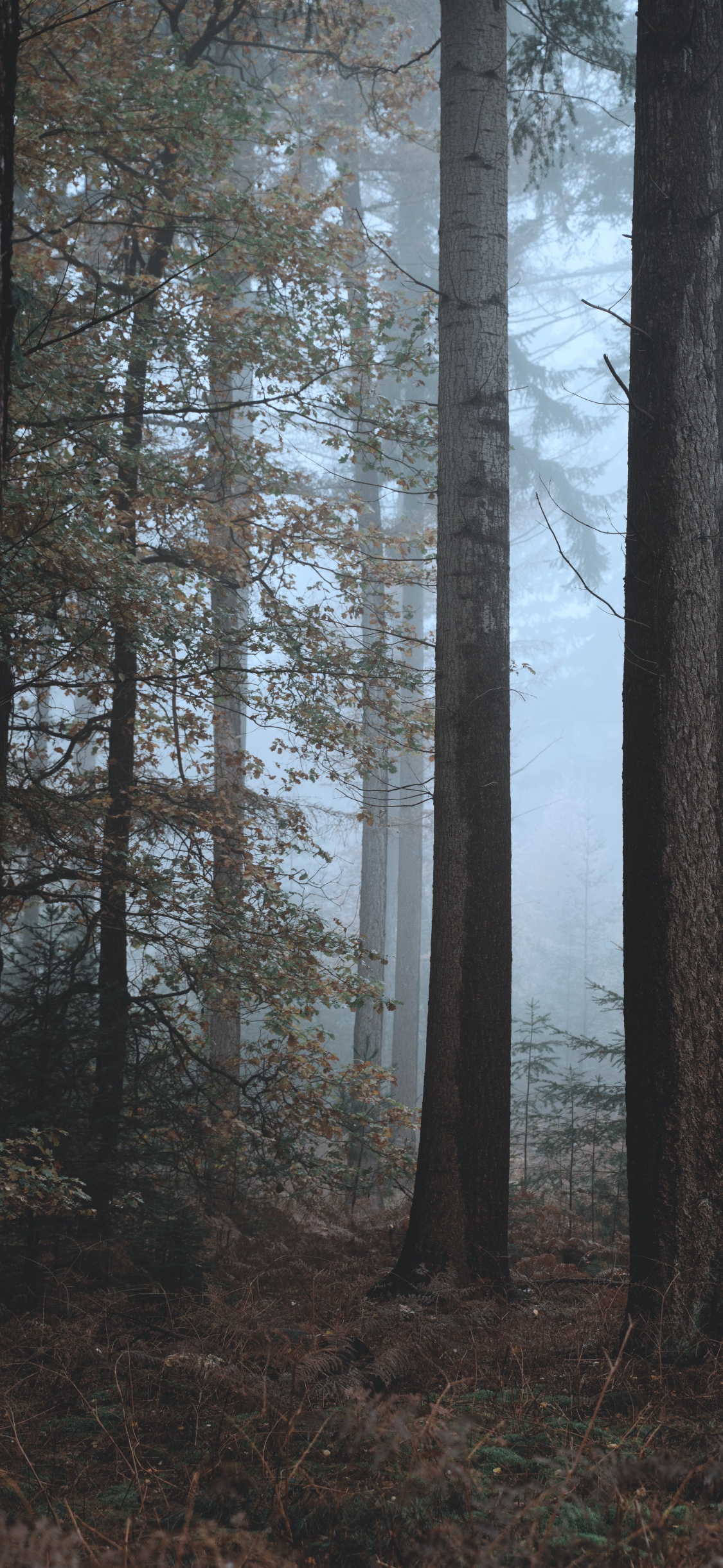 Spruce Fir Forests, Mixed Coniferous Forest, Tree, Northern Hardwood Forest, Biome. Wallpaper in 1125x2436 Resolution