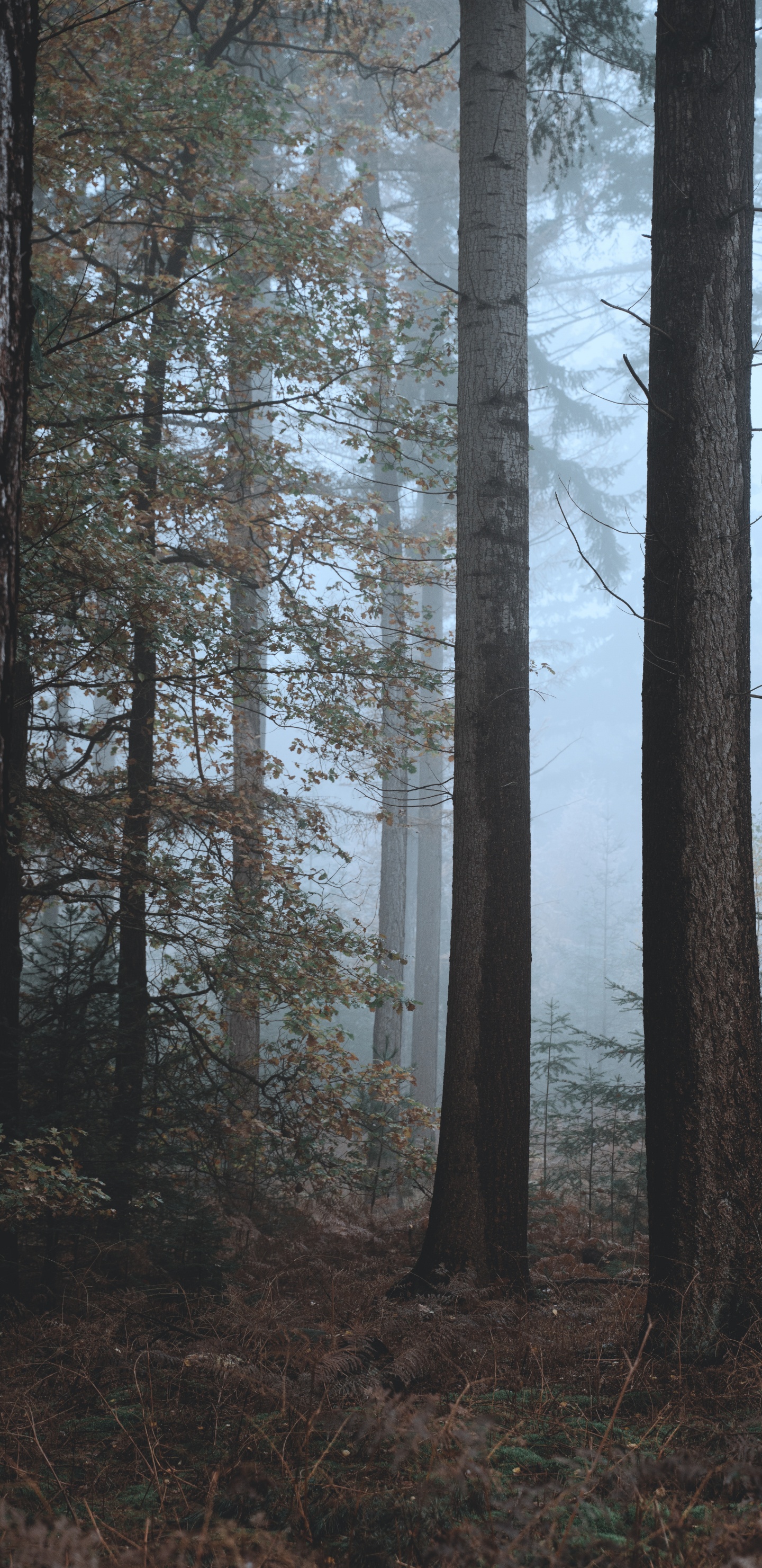 Spruce Fir Forests, Mixed Coniferous Forest, Tree, Northern Hardwood Forest, Biome. Wallpaper in 1440x2960 Resolution