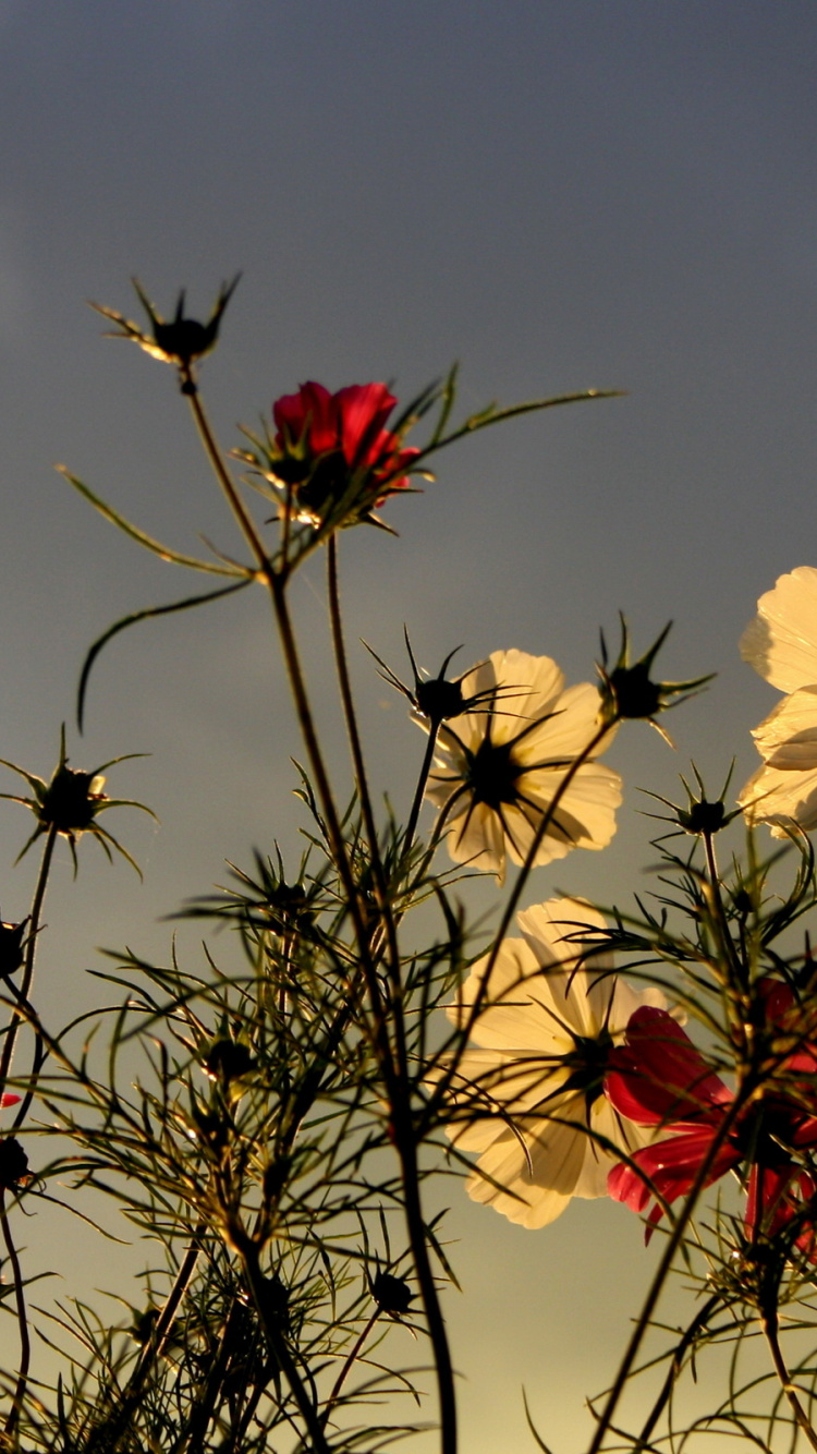 Gelbe Und Rote Blumen Unter Blauem Himmel. Wallpaper in 750x1334 Resolution
