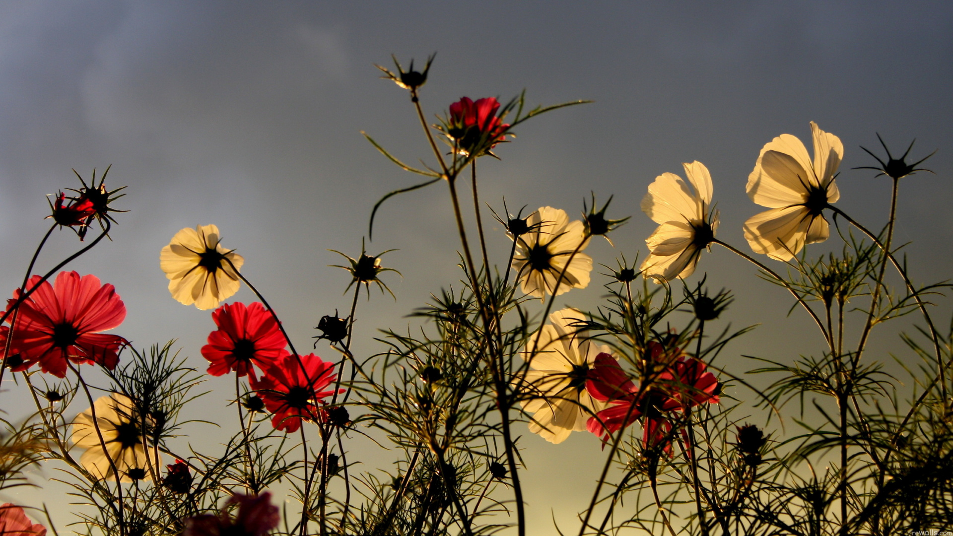 Yellow and Red Flowers Under Blue Sky. Wallpaper in 1920x1080 Resolution