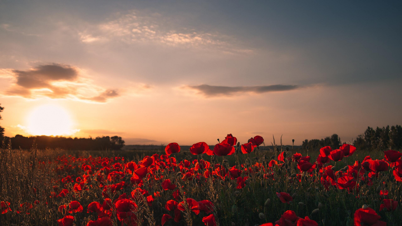 Campo de Flores Rojas al Atardecer, Amapola, Ambiente, Paisaje Natural, Pétalo. Wallpaper in 1366x768 Resolution