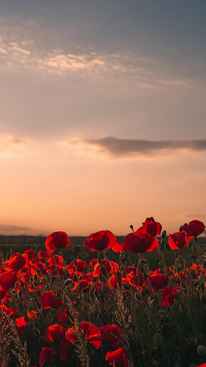 Red Flower Field at Sunset, The Lord of The Rings, Poppy, Flower, Cloud. Wallpaper in 720x1280 Resolution