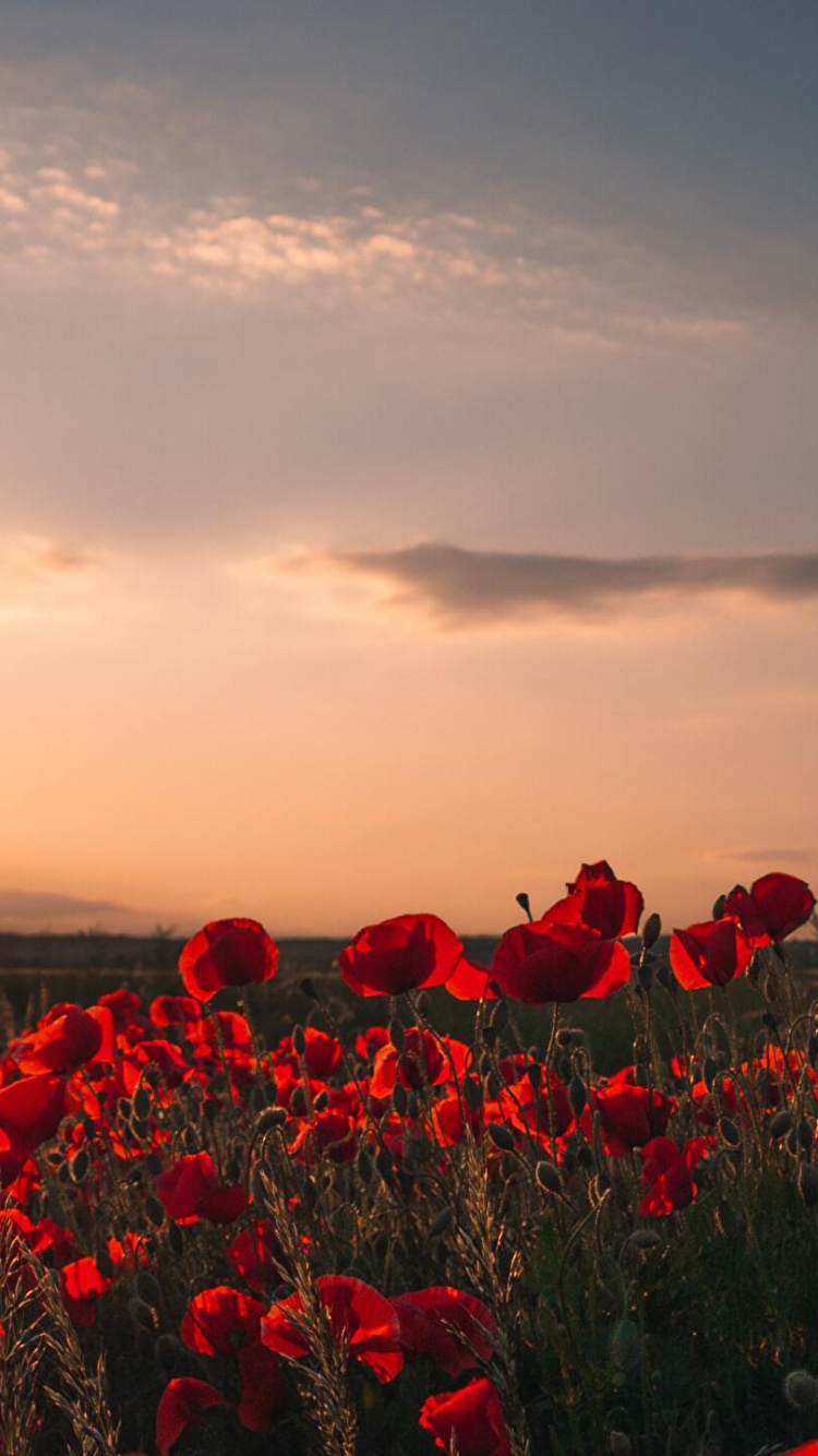 Rotes Blumenfeld Bei Sonnenuntergang, Der Herr Der Ringe, Mohn, Cloud, Atmosphäre. Wallpaper in 750x1334 Resolution