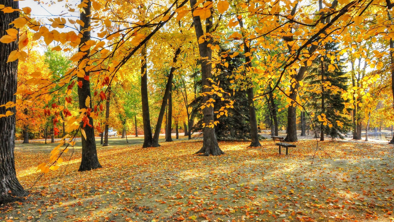 Brown and Yellow Leaves on Ground. Wallpaper in 1280x720 Resolution