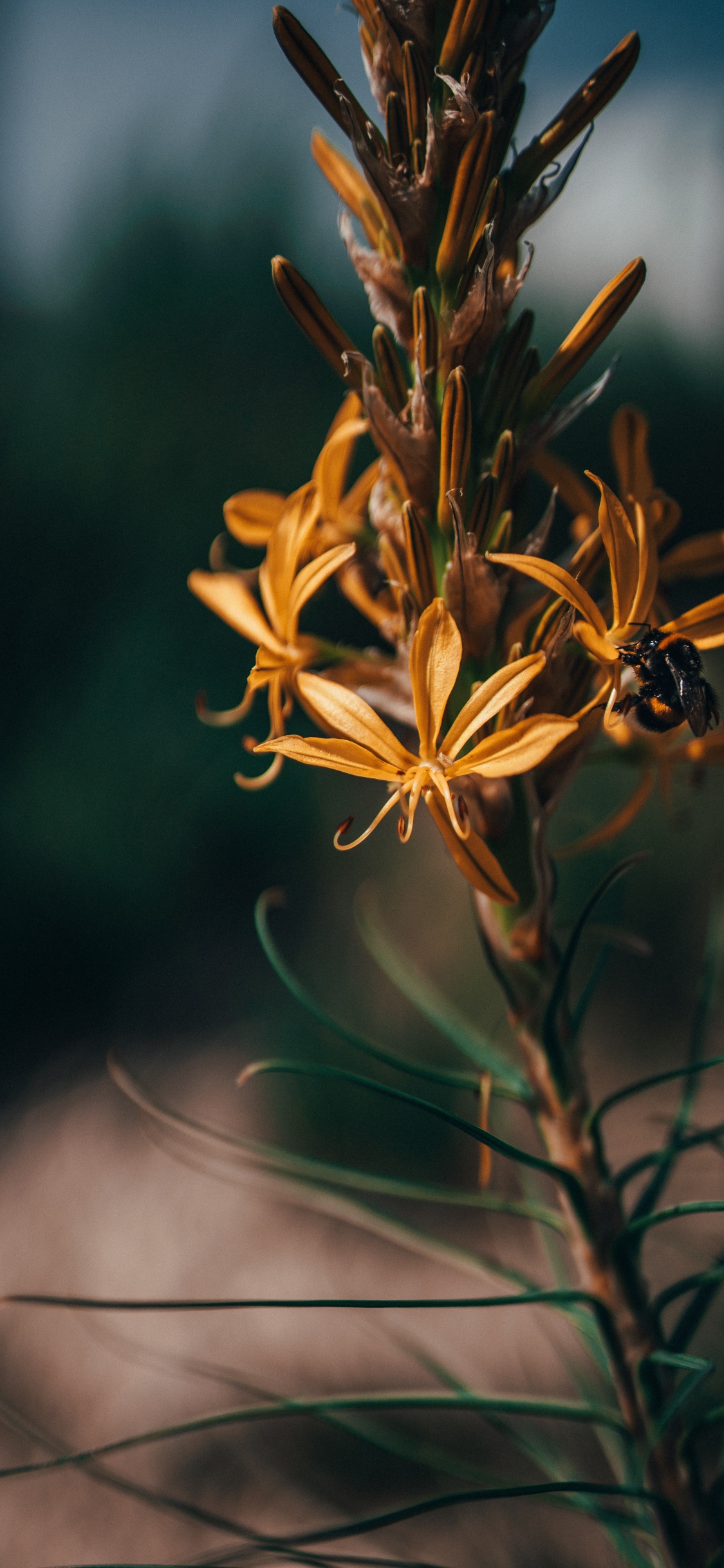 Flower, Plant, Leaf, Botany, Flowering Plant. Wallpaper in 1125x2436 Resolution