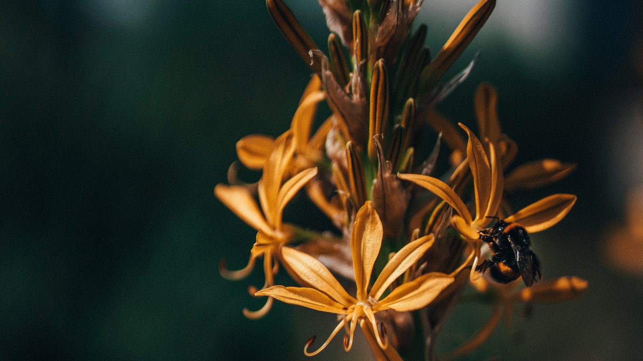 Flower, Plant, Leaf, Botany, Flowering Plant. Wallpaper in 1280x720 Resolution