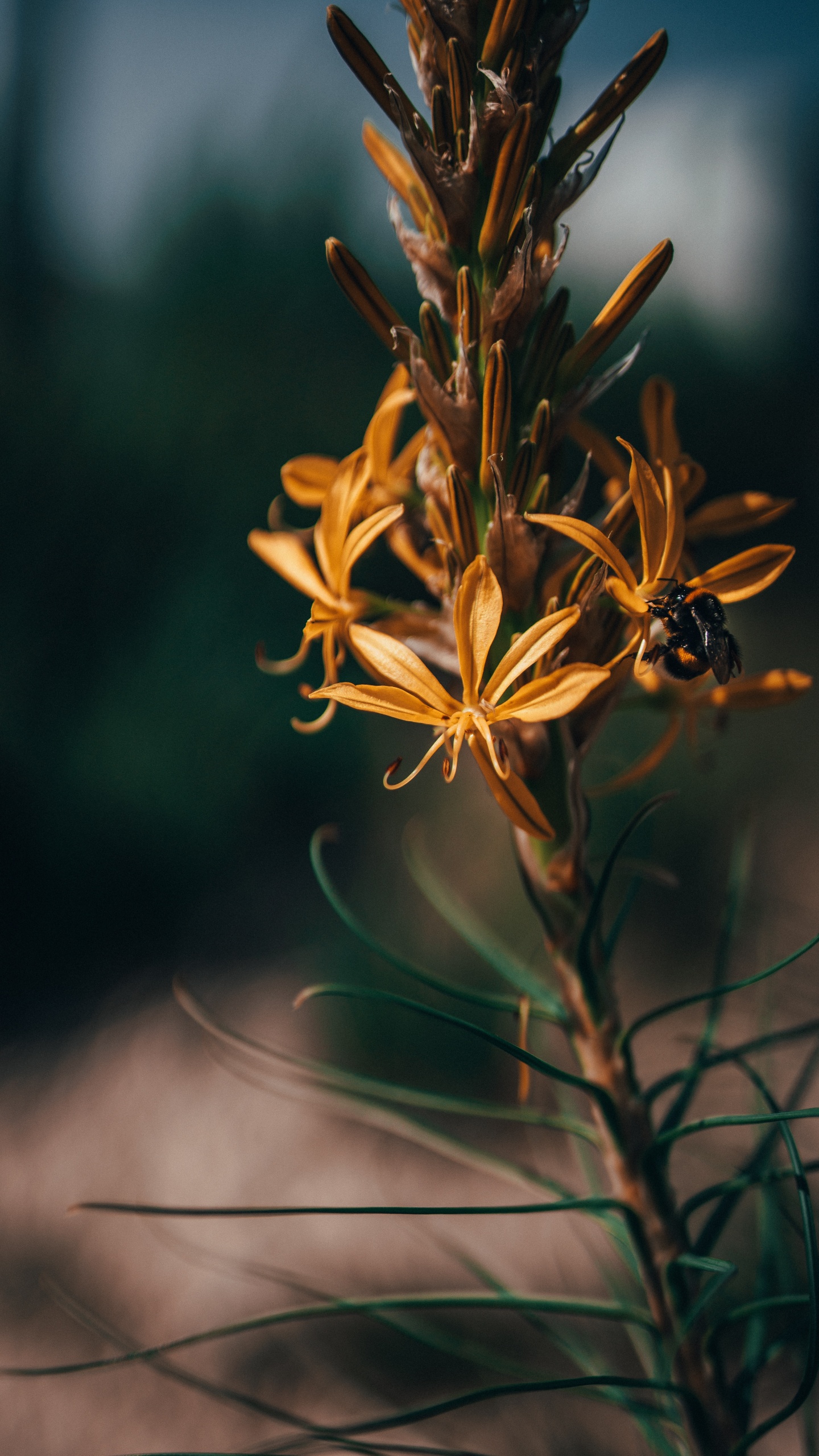 Flower, Plant, Leaf, Botany, Flowering Plant. Wallpaper in 1440x2560 Resolution