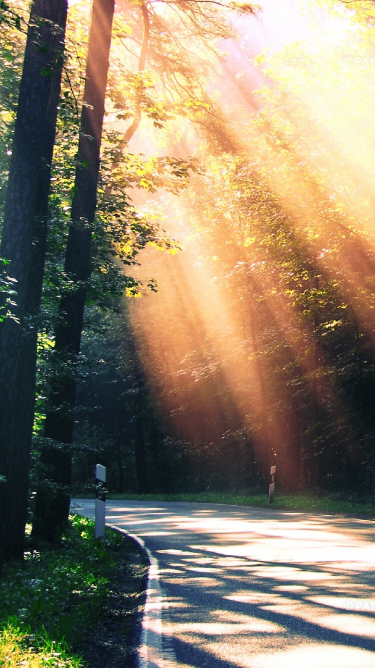 Green Trees Beside Gray Road During Daytime. Wallpaper in 750x1334 Resolution