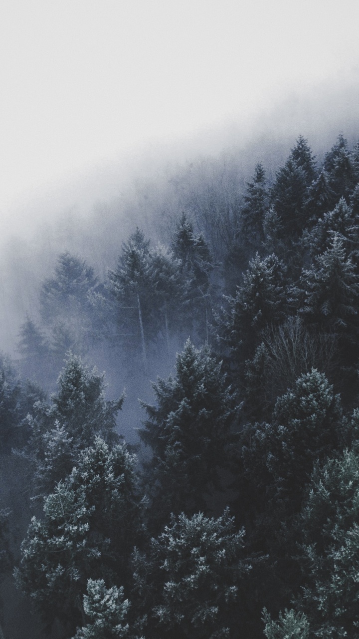 Tree, Forest, Body of Water, Winter, Mountainous Landforms. Wallpaper in 720x1280 Resolution