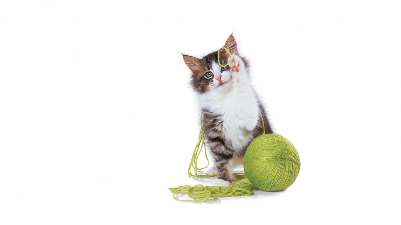 White and Black Cat on Green and Yellow Round Fruit. Wallpaper in 1366x768 Resolution