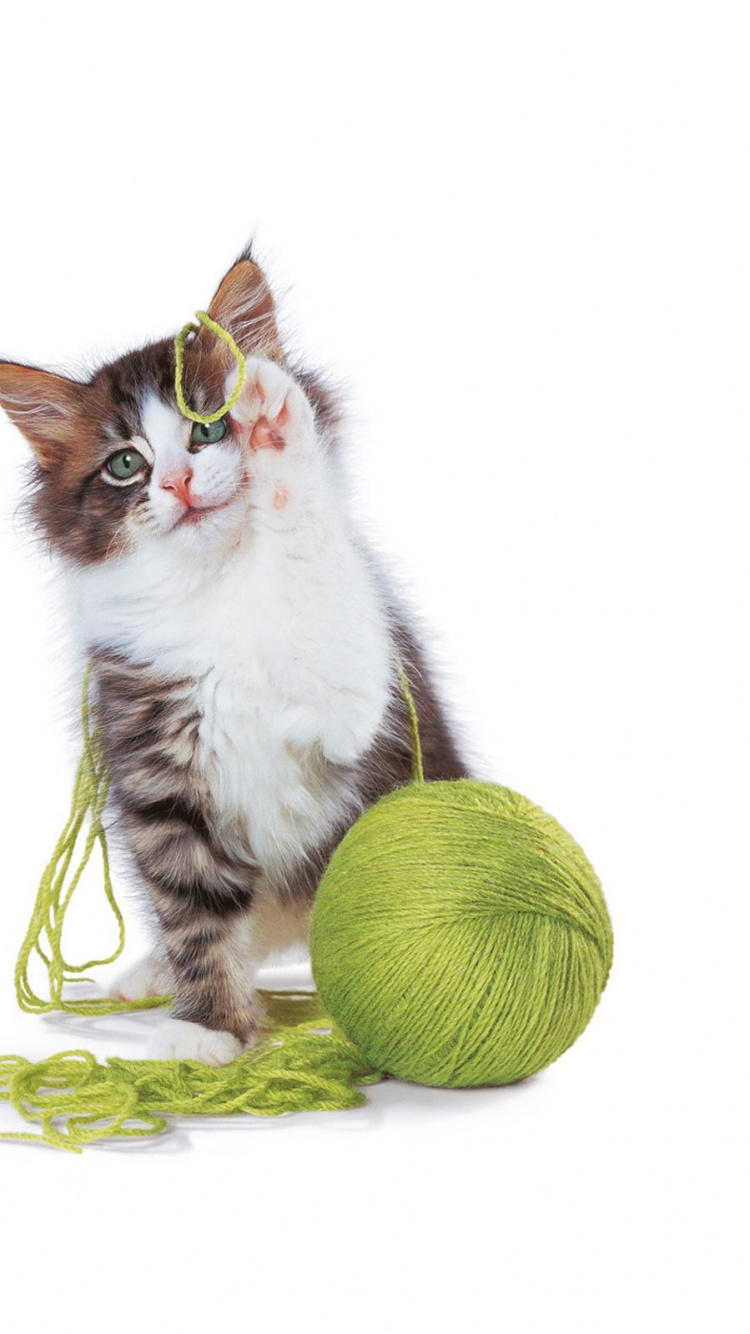 Weiße Und Schwarze Katze Auf Grünen Und Gelben Runden Früchten. Wallpaper in 750x1334 Resolution