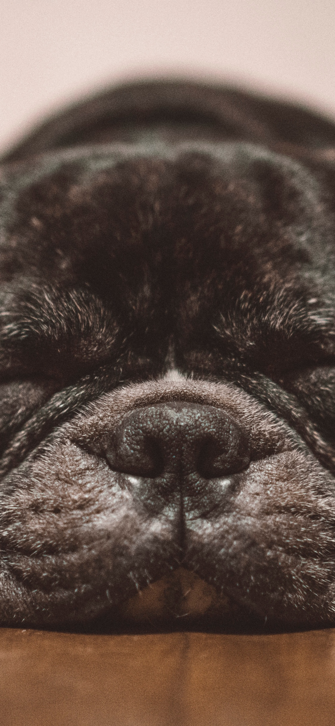 Chiot Bouledogue Français Noir Allongé Sur un Sol en Bois Marron. Wallpaper in 1125x2436 Resolution