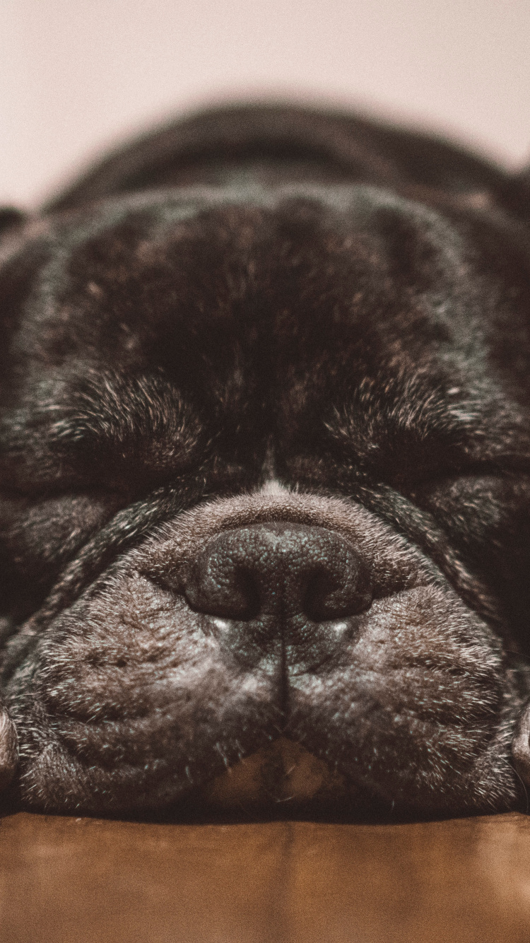 Chiot Bouledogue Français Noir Allongé Sur un Sol en Bois Marron. Wallpaper in 750x1334 Resolution