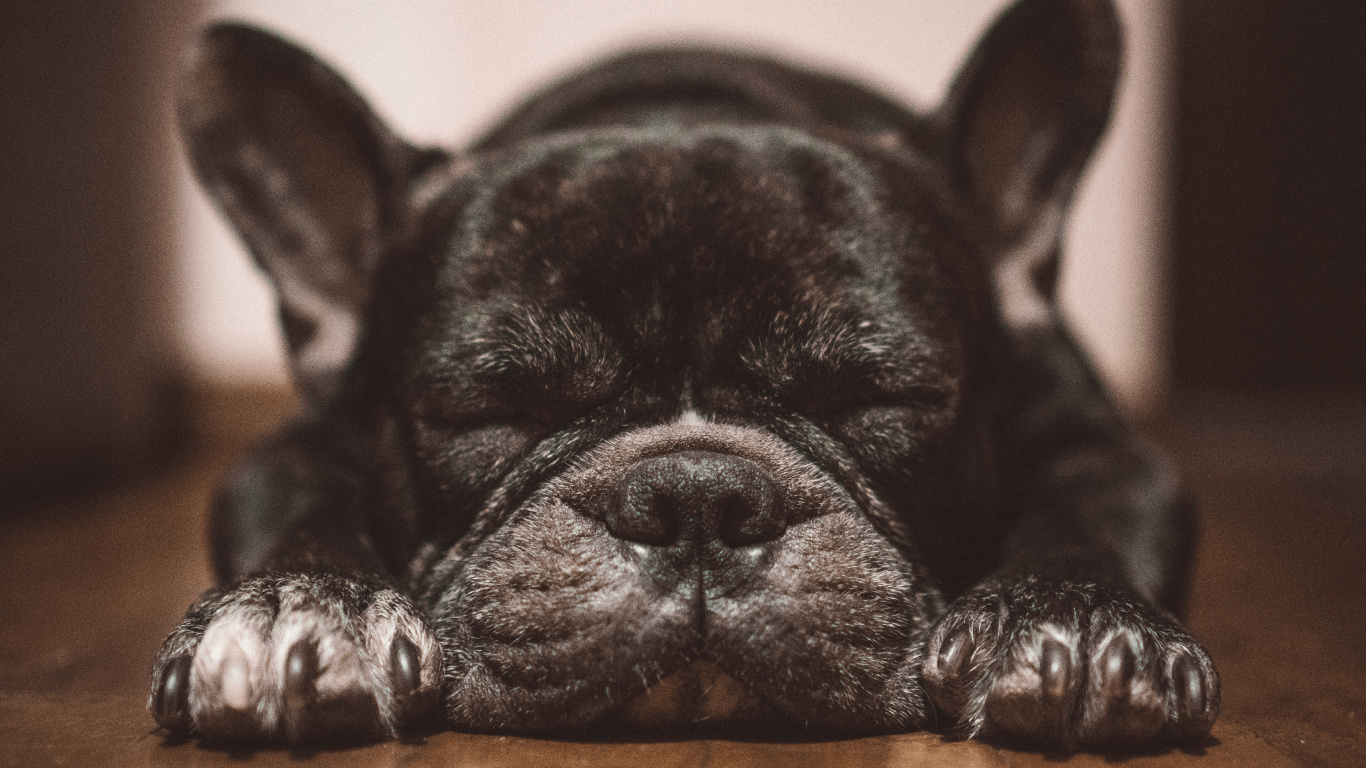Black French Bulldog Puppy Lying on Brown Wooden Floor. Wallpaper in 1366x768 Resolution