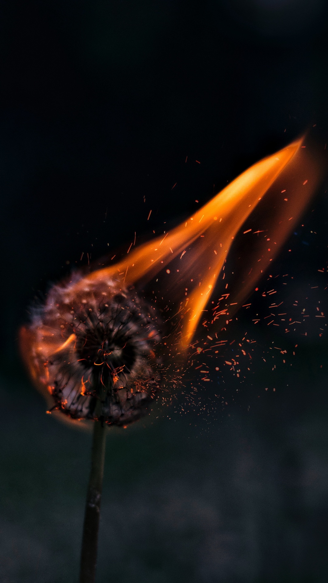 Diente de León Estético en Llamas, Dientes de León, Fuego, Gas, Agua. Wallpaper in 1080x1920 Resolution