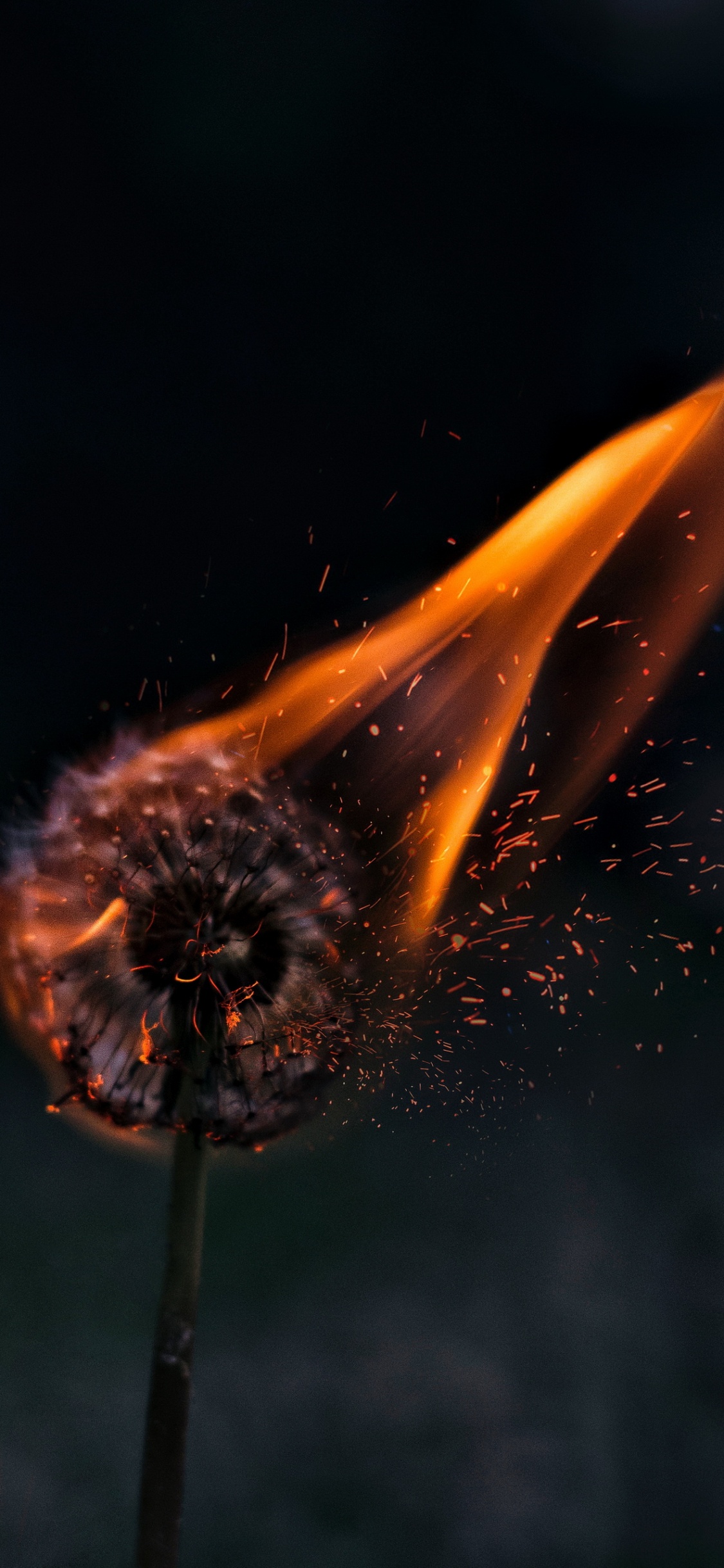 Pissenlit Esthétique en Feu, Feu, Liquid, Gaz, Eau. Wallpaper in 1125x2436 Resolution