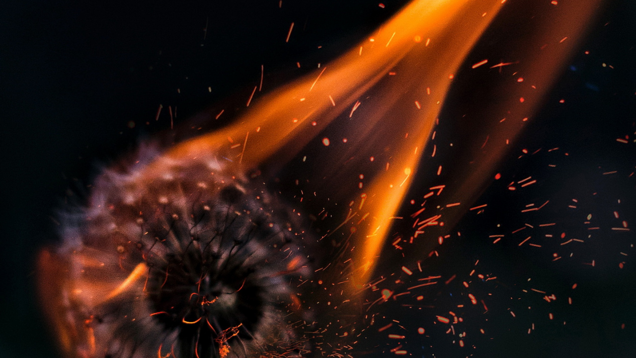 Pissenlit Esthétique en Feu, Feu, Liquid, Gaz, Eau. Wallpaper in 1280x720 Resolution