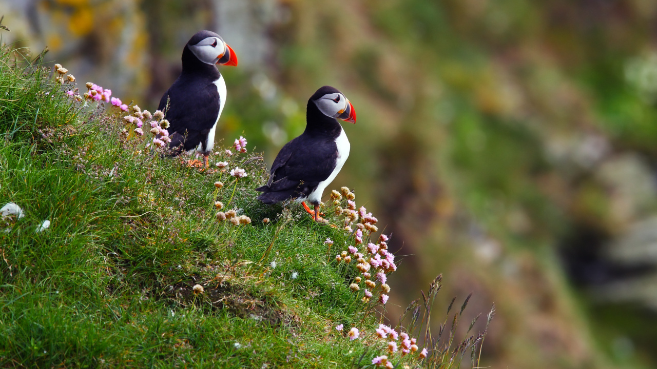 Black and White Bird on Green Grass During Daytime. Wallpaper in 1280x720 Resolution