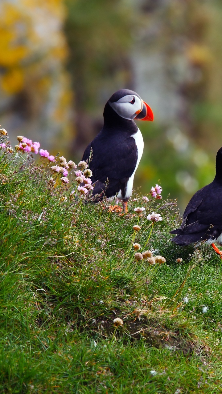 Pájaro Blanco y Negro Sobre la Hierba Verde Durante el Día. Wallpaper in 720x1280 Resolution