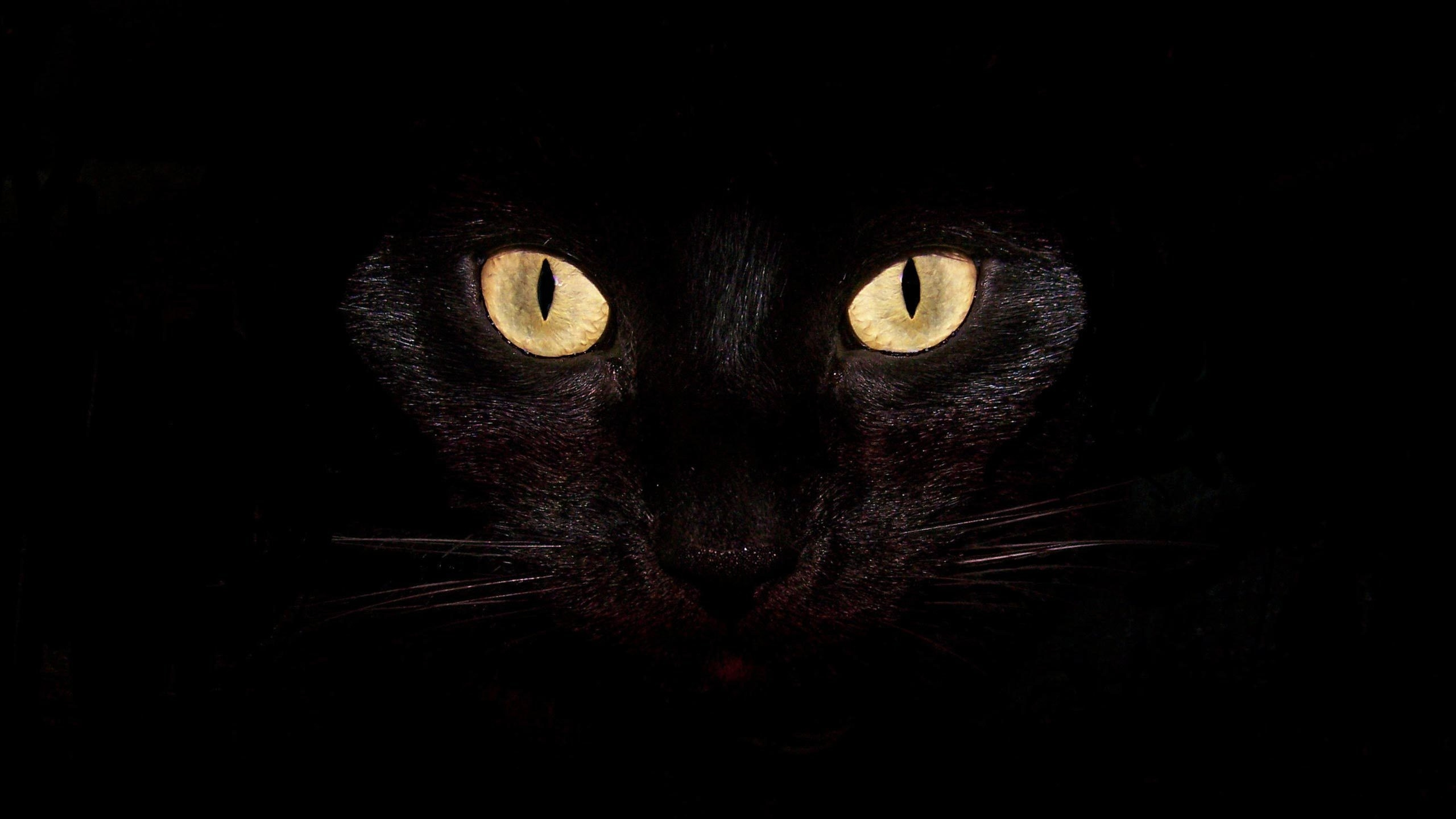 小猫, 黑色的猫, 波斯猫, 黑暗, 哺乳动物 壁纸 2560x1440 允许