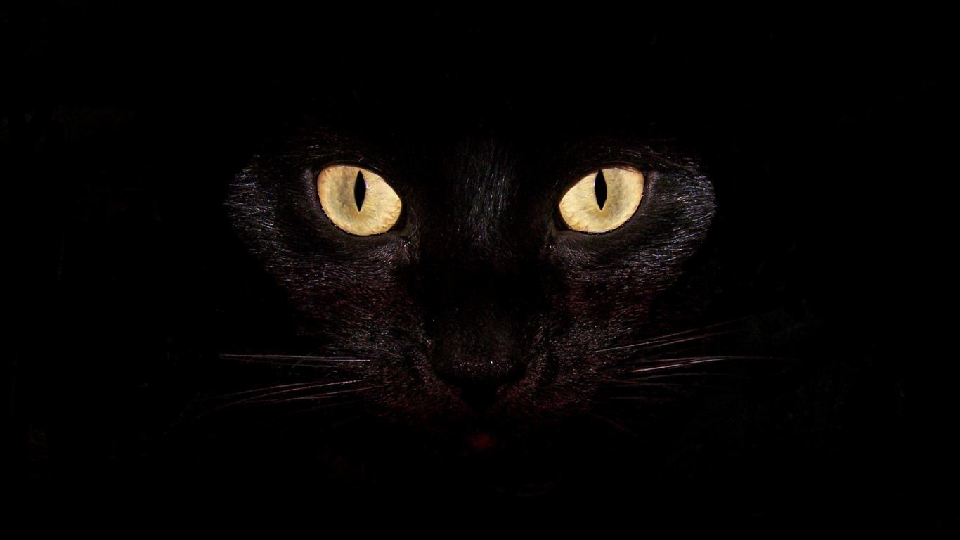 Chat Noir Aux Yeux Jaunes. Wallpaper in 1366x768 Resolution