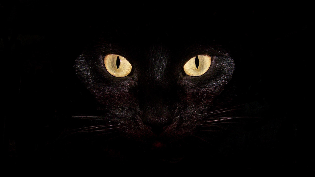 Gato Negro Con Ojos Amarillos. Wallpaper in 1280x720 Resolution