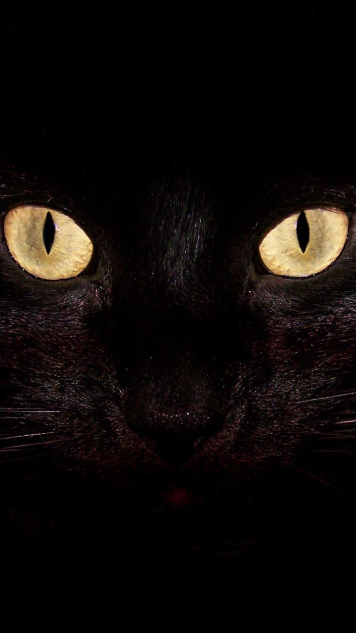 Schwarze Katze Mit Gelben Augen. Wallpaper in 720x1280 Resolution