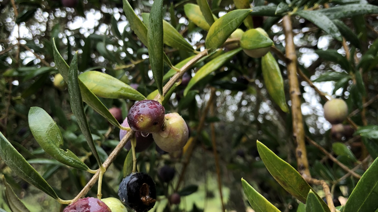 Oliva, Árbol de la Fruta, Biología, Ciencia, Sucursal. Wallpaper in 1280x720 Resolution