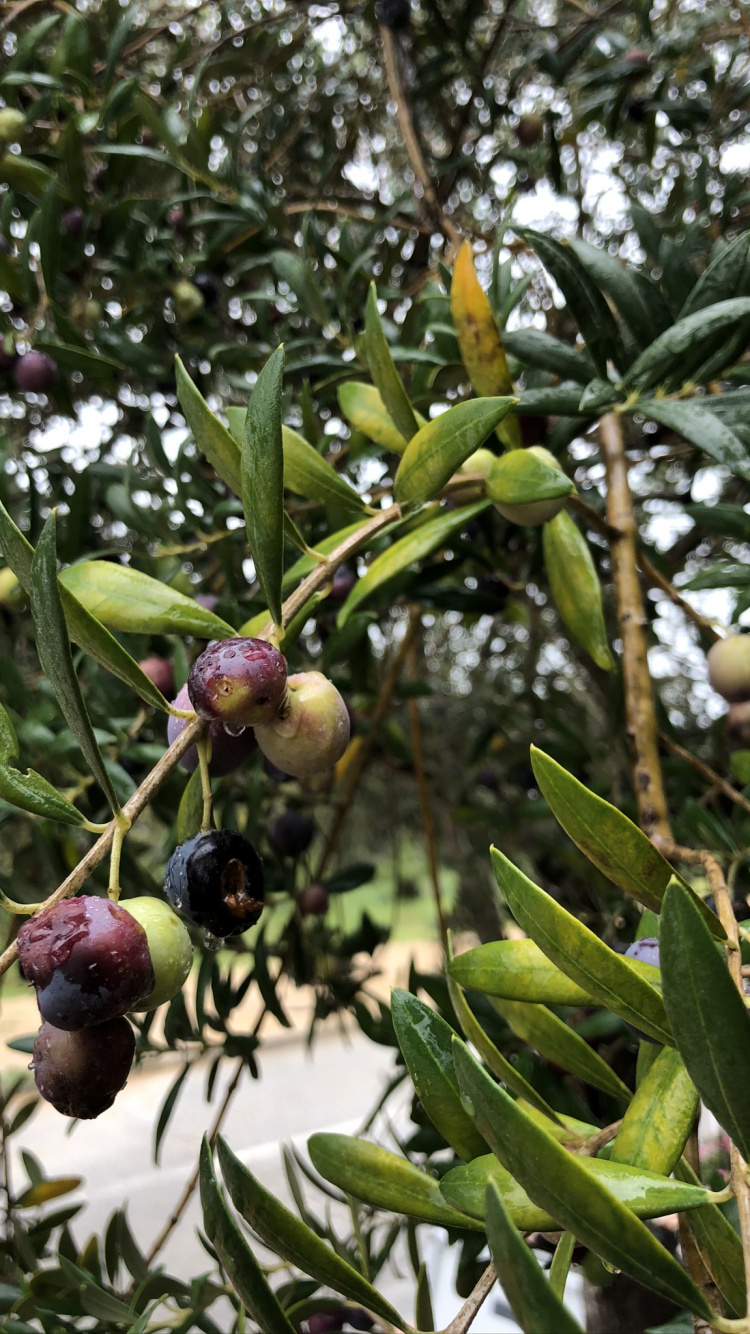 Oliva, Árbol de la Fruta, Biología, Ciencia, Sucursal. Wallpaper in 750x1334 Resolution