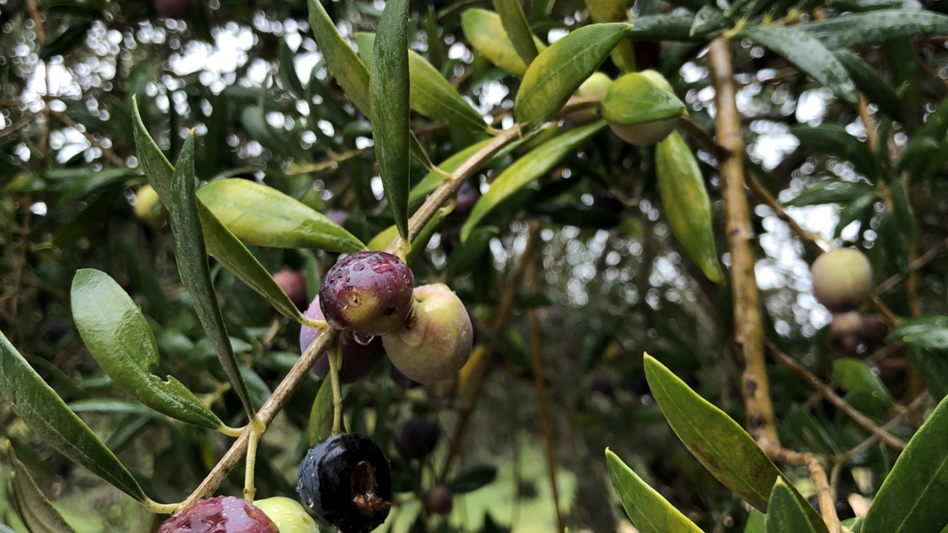 Olive, Obstbaum, Biologie, Wissenschaft, Branch. Wallpaper in 1366x768 Resolution