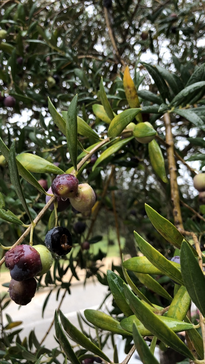 Olive, Obstbaum, Biologie, Wissenschaft, Branch. Wallpaper in 720x1280 Resolution