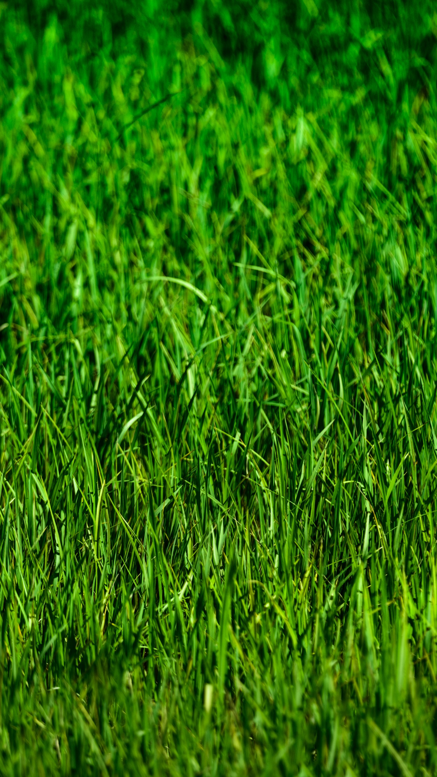 Campo de Hierba Verde Durante el Día. Wallpaper in 1440x2560 Resolution