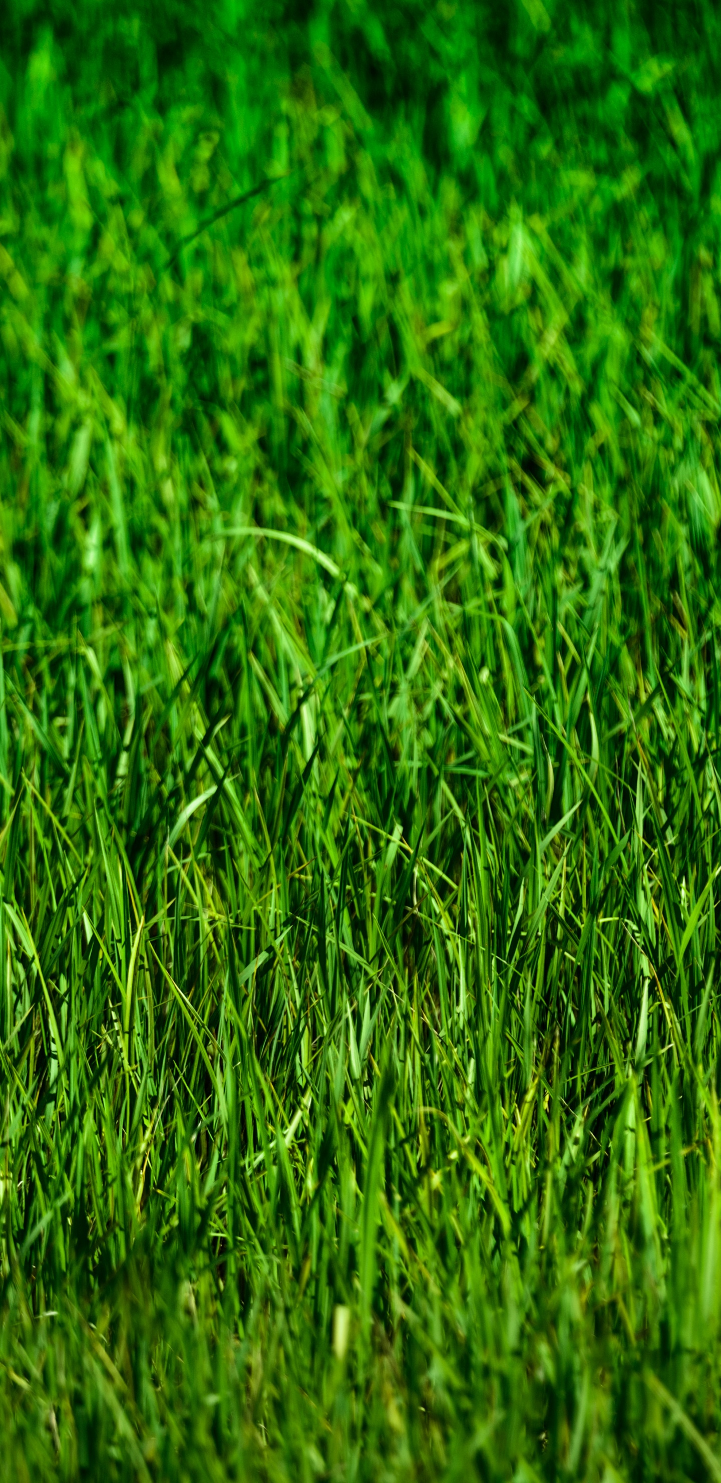 Campo de Hierba Verde Durante el Día. Wallpaper in 1440x2960 Resolution