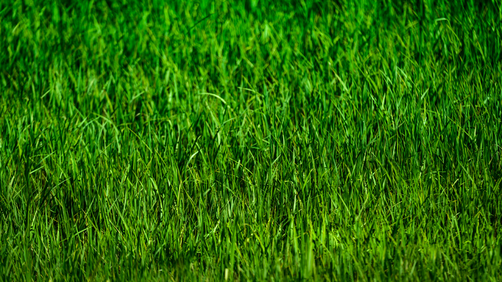 Campo de Hierba Verde Durante el Día. Wallpaper in 1920x1080 Resolution