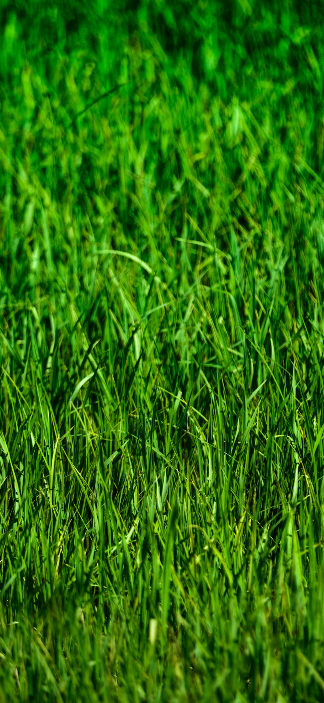 Champ D'herbe Verte Pendant la Journée. Wallpaper in 1125x2436 Resolution