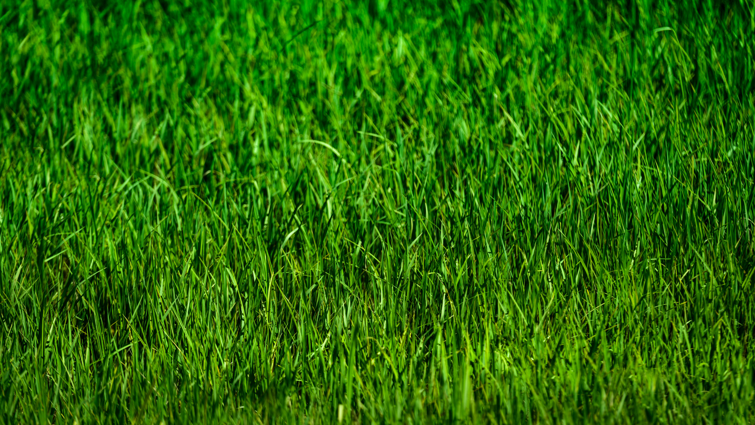 Champ D'herbe Verte Pendant la Journée. Wallpaper in 2560x1440 Resolution
