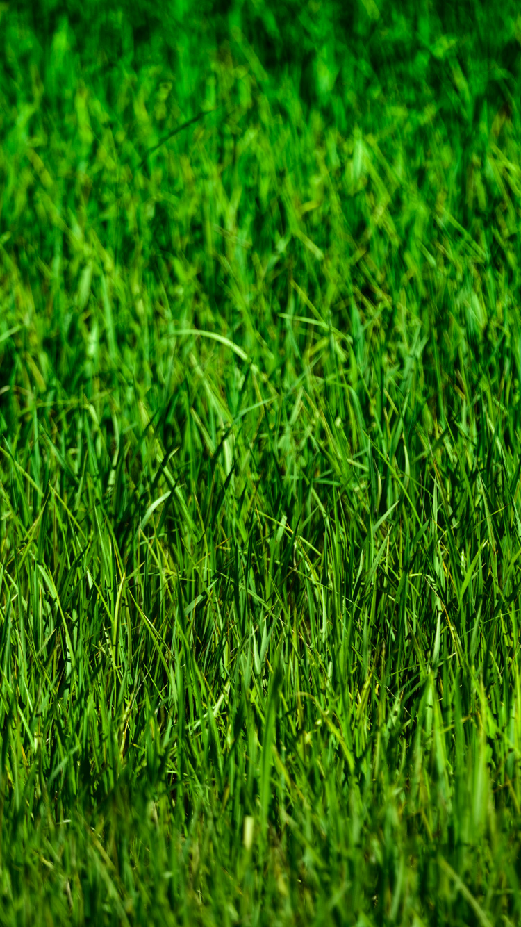 Champ D'herbe Verte Pendant la Journée. Wallpaper in 750x1334 Resolution