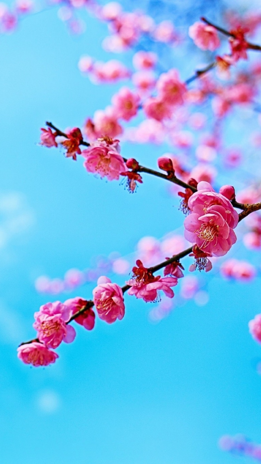 Pink Flower Buds in Tilt Shift Lens. Wallpaper in 1080x1920 Resolution