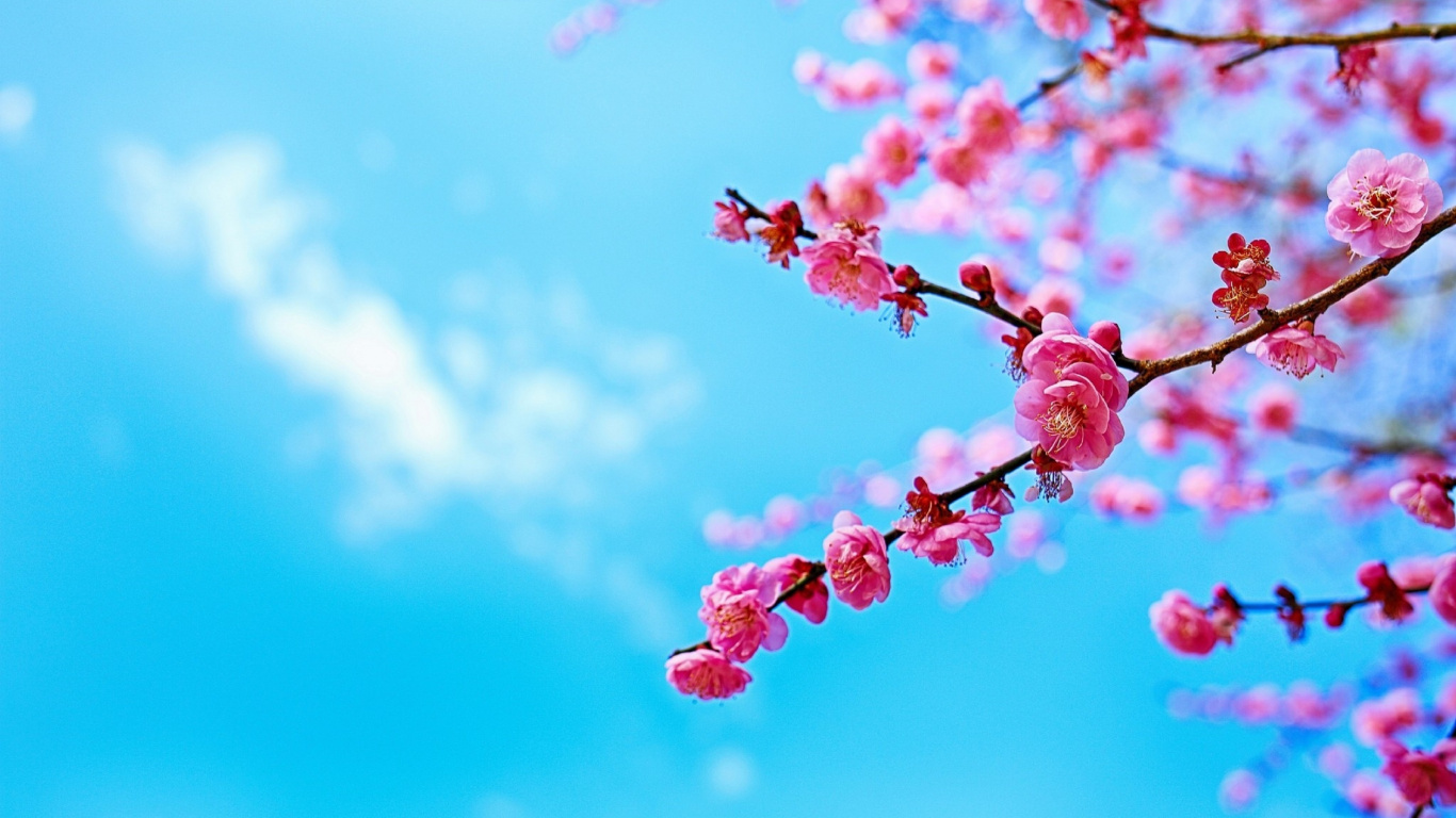 Pink Flower Buds in Tilt Shift Lens. Wallpaper in 1366x768 Resolution
