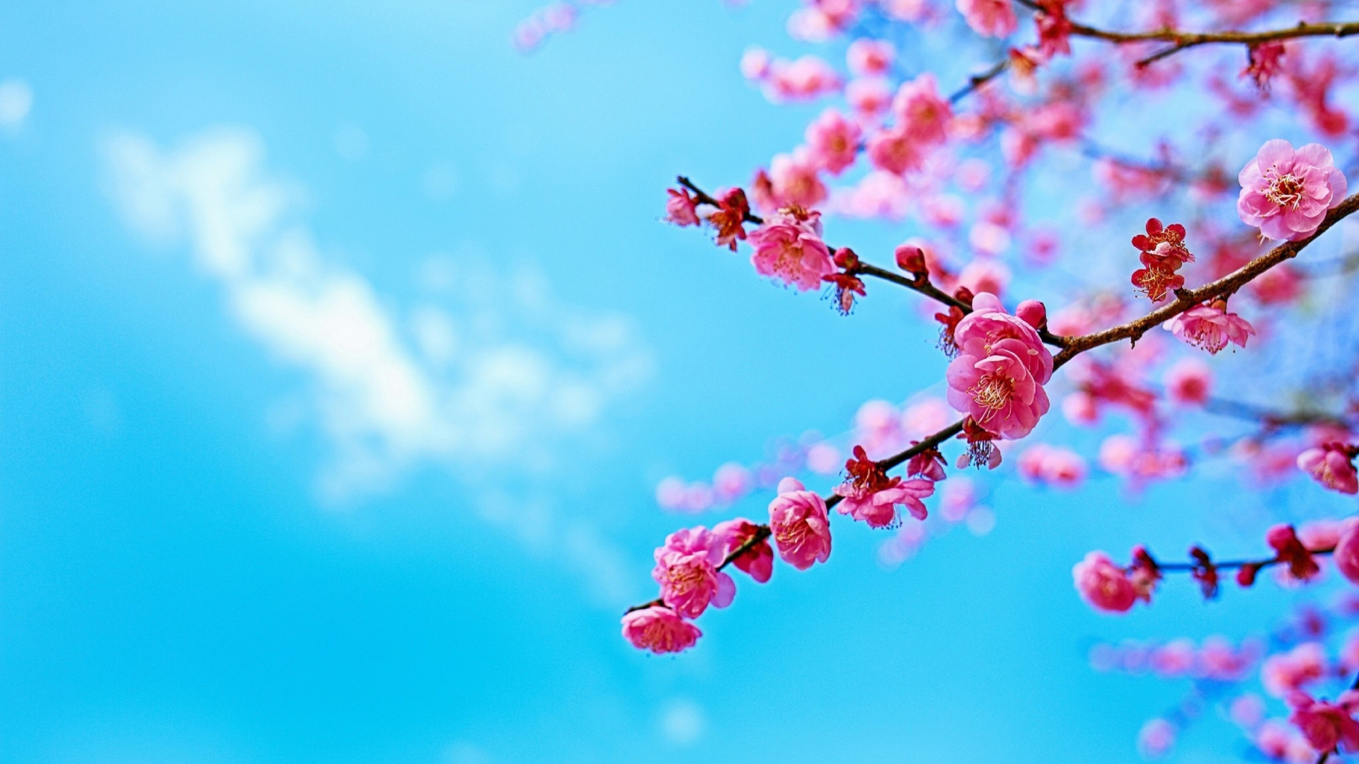 Pink Flower Buds in Tilt Shift Lens. Wallpaper in 1920x1080 Resolution